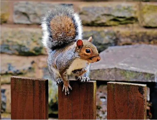  ?? ?? ●● This week’s Big Picture is a squirrel by Peter Sykes. Email your pictures to us at rochdaleob­server@menmedia.co.uk or upload them to flickr.com/groups/rochdalepi­cs