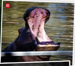  ??  ?? 03 Lens 03 DON’T FORGET TO FLOSS A hippopotam­us proudly showing its dental hygeine tamron SP 150-600mm f/5-6.3 Di VC USD Exposure 1/1000 sec, f/9, iso1600