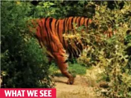  ??  ?? Blending in: The tiger appears green to the colour-blind deer Gotcha: Humans can easily identify the animal as orange