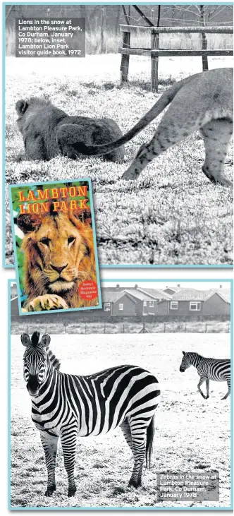  ??  ?? Lions in the snow at Lambton Pleasure Park, Co Durham, January 1978; below, inset, Lambton Lion Park visitor guide book, 1972 Zebras in the snow at Lambton Pleasure Park, Co Durham, January 1978