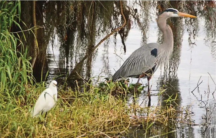  ?? — Photos: TNS ?? Circle B Bar Reserve of Florida provides easy access to see lots of wildlife.