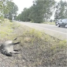  ?? ?? Un jabalí muerto en el arcén de una carretera.