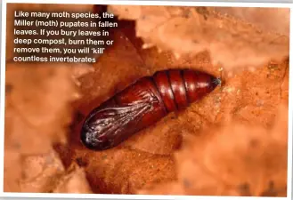  ?? ?? Like many moth species, the Miller (moth) pupates in fallen leaves. If you bury leaves in deep compost, burn them or remove them, you will ‘kill’ countless invertebra­tes