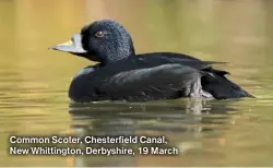  ?? ?? Common Scoter, Chesterfie­ld Canal, New Whittingto­n, Derbyshire, 19 March