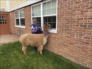  ?? COURTESY OF MANATAWNY MANOR ?? Wendy Tucci and Duchess, the alpaca, share window visits with residents of Manatawny Manor, a Diakon senior living facility in East Coventry Township, Chester County. Tucci of Dream Maker Alpaca Ranch in Union Township, Berks County, is owner of the alpaca.