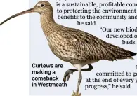  ??  ?? Curlews are making a comeback in Westmeath