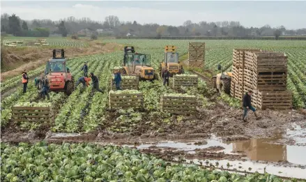  ?? ANDREW TESTA/THE NEW YORK TIMES ?? Eastern European farmworker­s harvest cabbage for Naylor Farms on Jan. 5 near Boston, England.