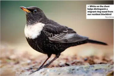  ?? Paco Gómez ?? > White on the chest helps distinguis­h a migrant ring ouzel from our resident blackbird