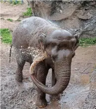  ??  ?? Splashing around: a baby elephant