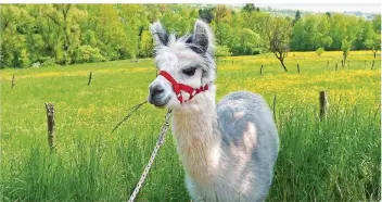  ?? FOTO: WOLFGANG HENN ?? Morriso, Happy und Achilles heißen die drei Tiere aus den Anden, die sich auch im Bliesgau wohlfühlen: ein Lama und zwei Alpakas, mit denen Kinder auf Tour gehen können.