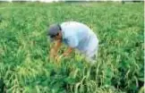  ?? CORTESÍA. ?? El líder de la CNC lamentó que ningún aspirante haya tocado el tema del campo mexiquense.