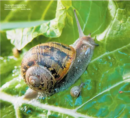  ?? PHOTO / NZME ?? The growth potential for a nation of snail farmers is enormous.