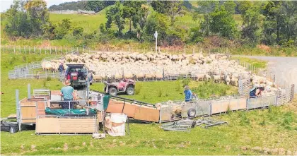  ??  ?? Portable yards are being used — the lambs are being drenched in the lead up race to the trailer, the clean lambs are being drafted off and the ewes and dirty lambs are being crutched.