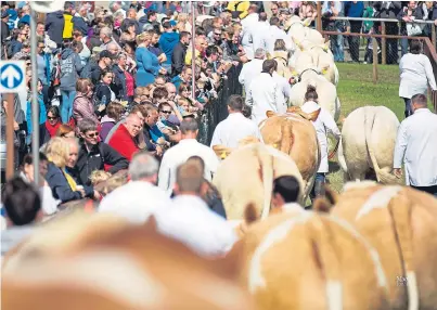  ??  ?? NUMBER ONE EVENT: Many livestock classes at this year’s Royal Highland Show have attracted record entries