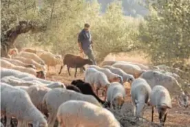  ?? ABC ?? Imágenes de diferentes olivos milenarios en las comarcas de Els Ports y el Baix Maestrat, al norte de la provincia