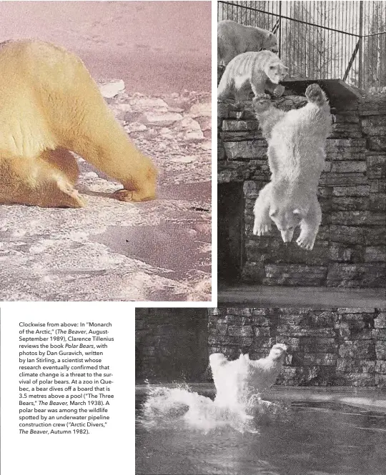  ??  ?? Clockwise from above: In “Monarch of the Arctic,” ( The Beaver, AugustSept­ember 1989), Clarence Tillenius reviews the book Polar Bears, with photos by Dan Guravich, written by Ian Stirling, a scientist whose research eventually confirmed that climate change is a threat to the survival of polar bears. At a zoo in Quebec, a bear dives off a board that is 3.5 metres above a pool (“The Three Bears,” The Beaver, March 1938). A polar bear was among the wildlife spotted by an underwater pipeline constructi­on crew (“Arctic Divers,” The Beaver, Autumn 1982).