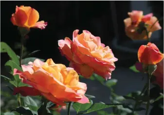  ??  ?? 1
Roses bloom in Jane Jones’ garden.