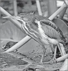  ?? [JIM MCCORMAC/FOR THE DISPATCH] ?? A juvenile least bittern in Cuyahoga Valley National Park