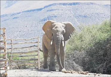  ??  ?? The rescued elephant’s first steps at Mount Camdeboo Private Reserve