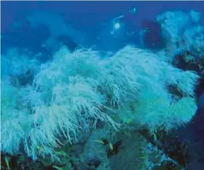  ??  ?? Divers exploring the Rice Bowl wreck in Usukan Bay waters recently.