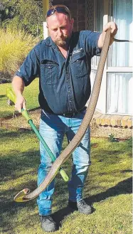  ??  ?? Tony Harrison with a 1.7m eastern brown snake he caught at an Ormeau property yesterday.