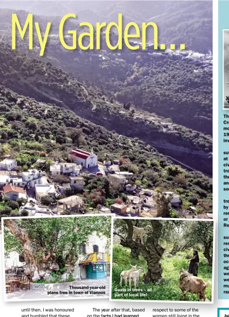  ??  ?? Thousand-year-old plane tree in town of Viannos Goats in trees – all part of local life!