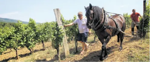  ??  ?? U skladu s praksom uzgoja grožđa po ekološkim principima i prirodom Krauthaker 15 ha vinove loze obrađuje s konjima