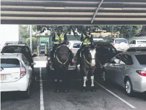  ??  ?? Backed up Woolworths in the Darwin CBD appeared to go back to a time before cars this week – at least in one carpark. Two NT Police horses and their riders took a break in the shade to check their messages and rest up while on patrol, leaving onlookers...