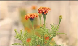  ?? GETTY IMAGES ?? The Mexican marigold, also known as the African marigold or Aztec marigold, is a species of the genus Tagetes native to Mexico. They are popular in the Yun Nan Province of China.