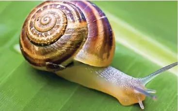  ?? Photo NMG ?? A snail. Maintenanc­e of farm hygiene is key to curbing snails and slugs. Remove all weeds or plant waste to reduce their hiding places, therefore, decreasing their population.