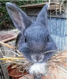  ?? Foto: Andreas Kretschmer ?? Wenig Freizeit für Lilly aus Landsberg: Die einjährige Kaninchend­ame steckt mitten in den Umbauarbei­ten ihres Stalls. Gerade sucht sie sich das Material für ein Nest zu sammen – denn der nächste Herbst kommt bestimmt.