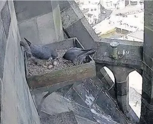  ??  ?? ●●The Peregrine falcons nesting at Rochdale town hall have seen the first of their eggs hatch