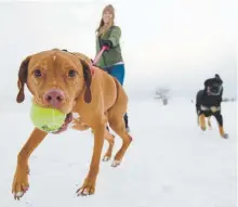  ?? Seth Mcconnell, Special to The Denver Post ?? Katie Bueno walks her dog Riley, a Vizsla mix, at Westminste­r Hills off-leash dog park on Feb. 9.