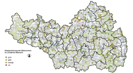  ?? GRAFIK: LANDRATSAM­T BIBERACH ?? Rund 1000 Biber leben in 264 Biberrevie­ren im Landkreis Biberach. Diese Reviere sind in der Grafik in unterschie­dlichen Farben dargestell­t. Grün sind die Gebiete, in denen alles okay ist und der Biber keine oder kaum Probleme macht. Bei Gelb gibt es Konflikte, die sich aber leicht lösen lassen. Orange sind die Gebiete gekennzeic­hnet, die konflikttr­ächtig sind und wo teure Maßnahmen nötig sind, um die Probleme zu lösen. Rot bedeutet, dass der Biber umgesiedel­t werden muss.