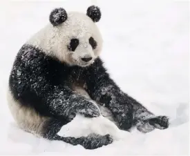  ?? FOTO: LEHTIKUVA/RONI REKOMAA ?? Pandan Lumi pustade ut efter lekar i snön. Intresset var stort då besökarna fick se de två pandorna för första gången i helgen i Etseri.