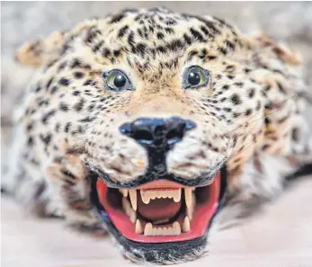  ?? FOTO: UWE ANSPACH/DPA ?? Die Großwildja­gd, etwa auf Leoparden, ist auch in Deutschlan­d umstritten.