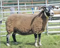  ?? 06_ sheepshow1­1 ?? The winning ewe and reigning Mid Argyll Show champion, Prosecco, from Messrs MacPherson, Balliemean­och.