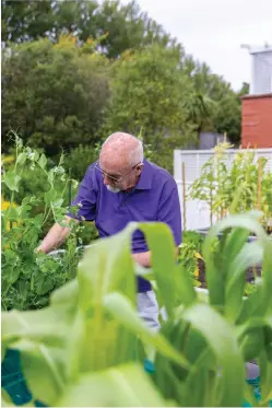  ?? ?? Bevis Blow is a happy retiree continuing his passion for gardening