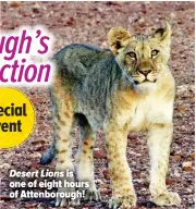  ??  ?? Desert Lions is one of eight hours of Attenborou­gh!