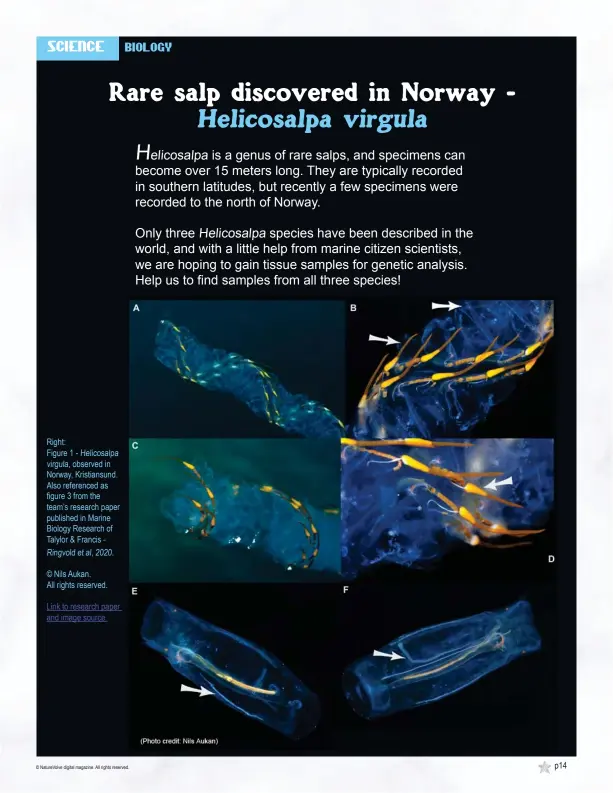  ?? © Nils Aukan. All rights reserved. ?? Right:
Figure 1 - Helicosalp­a virgula, observed in Norway, Kristiansu­nd. Also referenced as figure 3 from the team’s research paper published in Marine Biology Research of Talylor & Francis - Ringvold et al, 2020.
Link to research paper and image source.