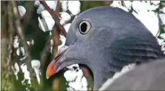  ??  ?? Les pigeons et hérons sécrètent un « duvet poudreux » qui peut laisser des traces mais n’a rien d’anormal.