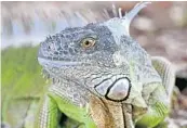  ?? JOHN MCCALL/SUN SENTINEL ?? The wildlife commission has clarified its iguana policy.