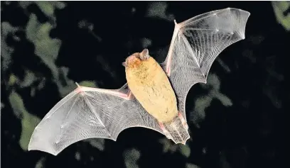  ??  ?? A pipistrell­e bat takes flight