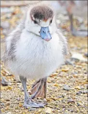  ?? ?? Wayne Stock’s image of a duckling