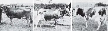  ?? COPIES OF PICTURE AVAILABLE FROM ODT FRONT OFFICE, LOWER STUART ST, OR WWW.OTAGOIMAGE­S.CO.NZ ?? At the Waikouaiti A and P Society’s annual show (from left) Mrs W. Anderson’s firstprize twoyearold Jersey heifer, Mr P. Crosland’s champion Ayrshire cow and Mr C. Head’s firstprize crossbred heifer. — Otago Witness, 25.1.1921.