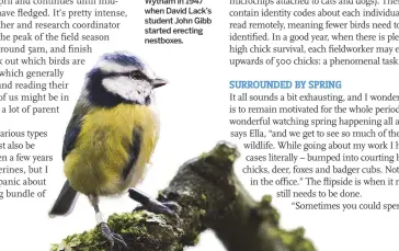  ??  ?? Blue tits became the focus of research at Wytham in 1947 when David Lack’s student John Gibb started erecting nestboxes.