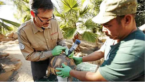  ??  ?? Paul Gibbons (left), managing director and veterinari­an of the behler Chelonian Center, with assistance from armando Jimenez, uses a drill tool to deface the golden dome of a ploughshar­e tortoise.