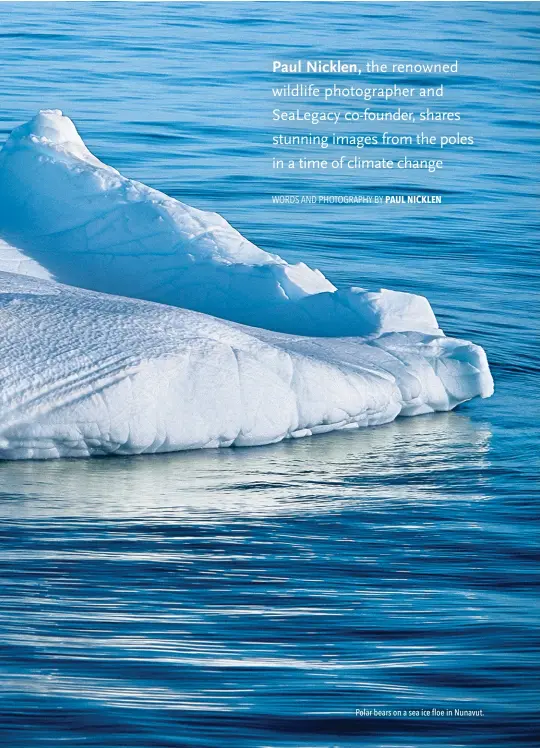  ??  ?? Polar bears on a sea ice floe in Nunavut.