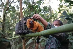  ?? The Associated Press ?? Field coordinato­r Andréia Martins releases a golden lion tamarin after it was inoculated against yellow fever on July 12, 2022, in the Atlantic Forest region of Silva Jardim, Rio de Janeiro state, Brazil. The longtime biologist for the nonprofit Golden Lion Tamarin Associatio­n can spot the tiny shimmer of golden fur among a green canopy and recognize more than 18 distinct vocalizati­ons — from the specific calls of alpha males to their mates, to varying sounds to alert young monkeys to different types of food and predators.