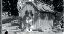  ?? PALMERSTON NORTH CITY LIBRARY ?? A photograph of a pet taken by William James Young in the early 20th century, possibly on the family farm at Mt Stewart, Rangitı¯kei.